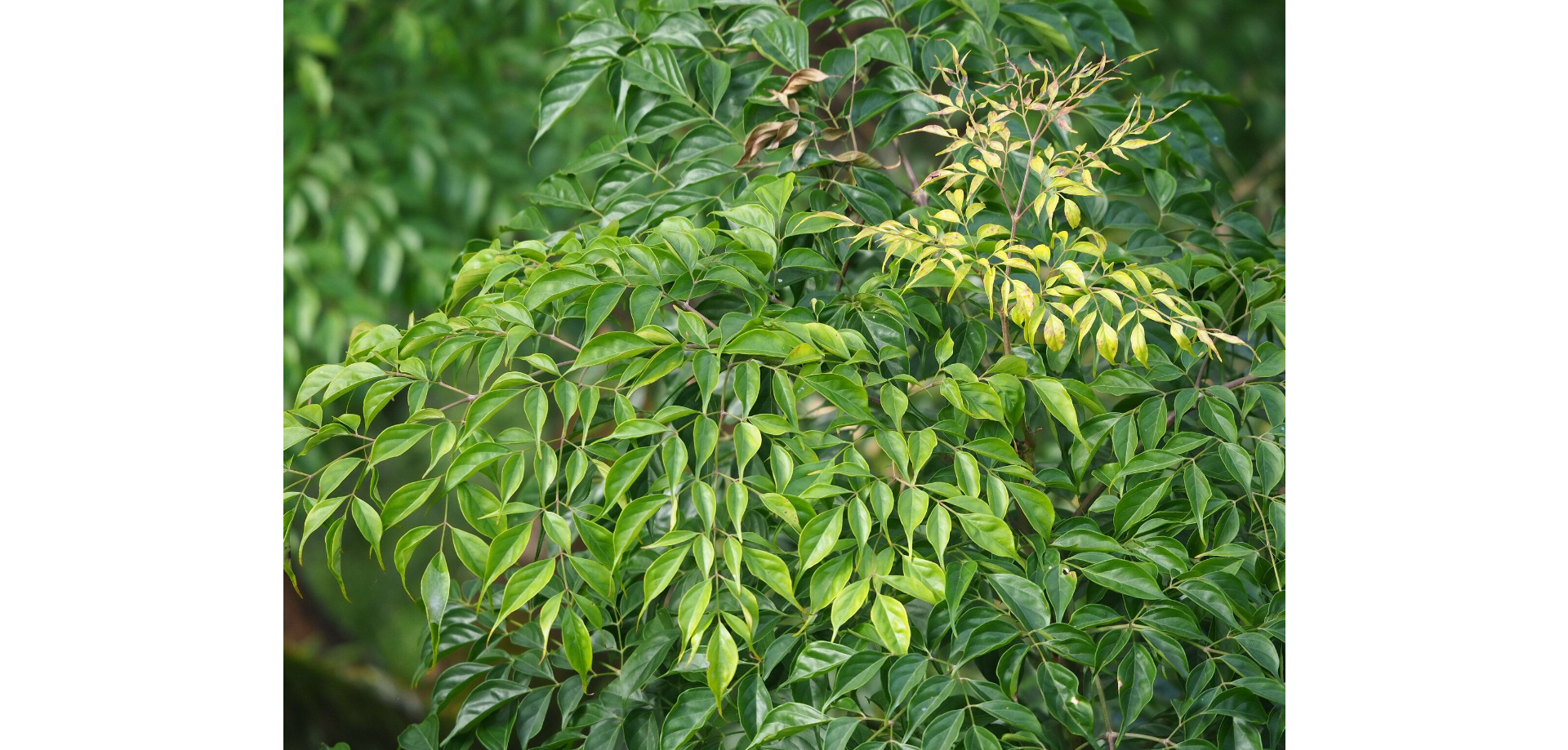 Rà đẹt trung quốc